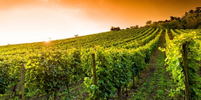 Vente de vin sur Internet : Amazon, site préféré des internautes